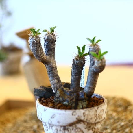 YAMABACHI ver. takero pot × Euphorbia guillauminiana   no.102229
