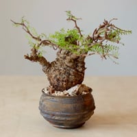 パキポディウム エブレネウム 実生／Pachypodium eburneum no.5