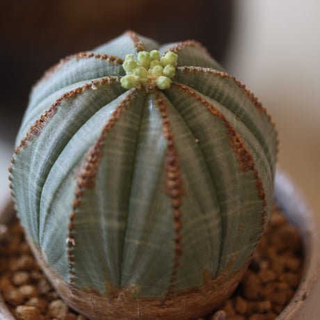 Euphorbia obesa × Atsushi Funakushi  no.818107