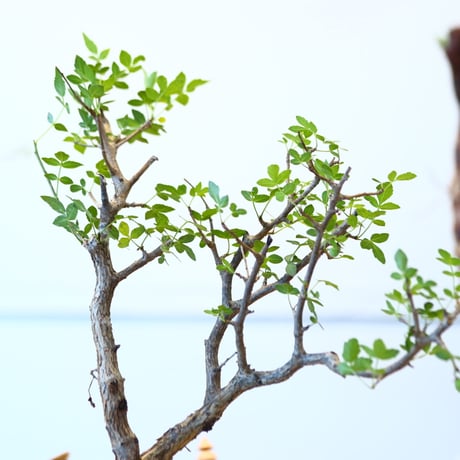 ブルセラ ファガロイデス / Bursera fagaroides   no.62517