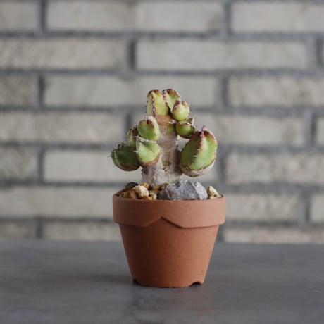 Euphorbia resinifera × YAMABACHI (3号) no.607/24