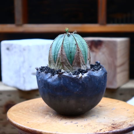 ユーフォルビア  オベサ ♂／Euphorbia obesa      no.72540