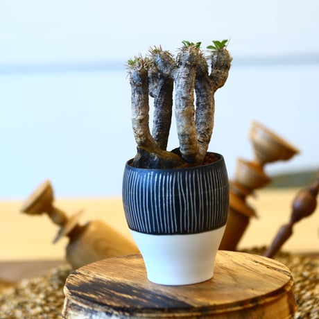 ユーフォルビア   ギラウミニアナ / Euphorbia guillauminiana   no.82019