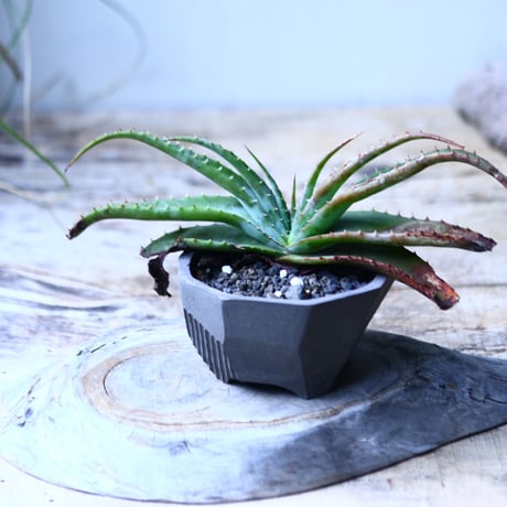 アロエ スプラフォリアータ     Aloe suprafoliata    no.101835