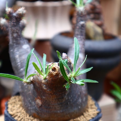 パキポディウム  グラキリス／Pachypodium  gracilius       no.71017