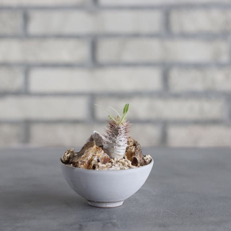 Pachypodium gracilius × Kazuhiro Arima (2.5号) no.621/63