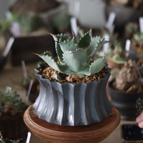 Agave hyb. potatorum × Isthmensis / Style of Chika × soso  no.1201-33