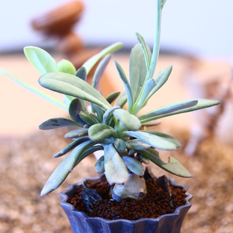 Senecio fulgens × soso  no.11436