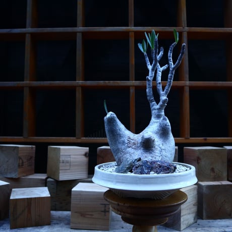 パキポディウム  グラキリス／Pachypodium  gracilius       no.62052