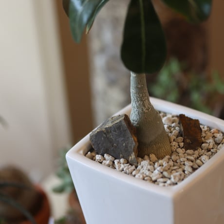 Adenium socotranum × 陶器鉢   no.82508