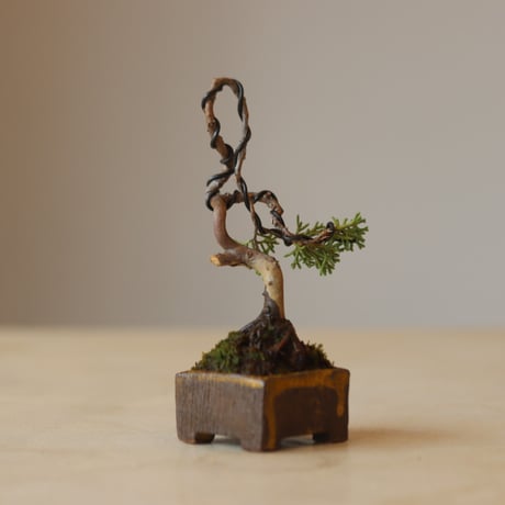 真柏 / YOSHIZAWA3-SHOHINBONSAI   no.223-17