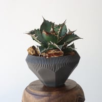 U.S. solareclipse (Agave titanota solareclipse) / Style of Chika × N/OH　no.1227-54