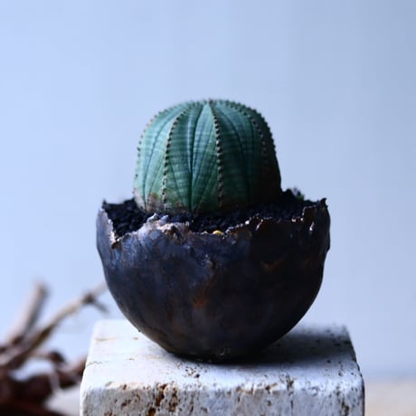 ユーフォルビア  オベサ    Euphorbia obesa　no.92746-1