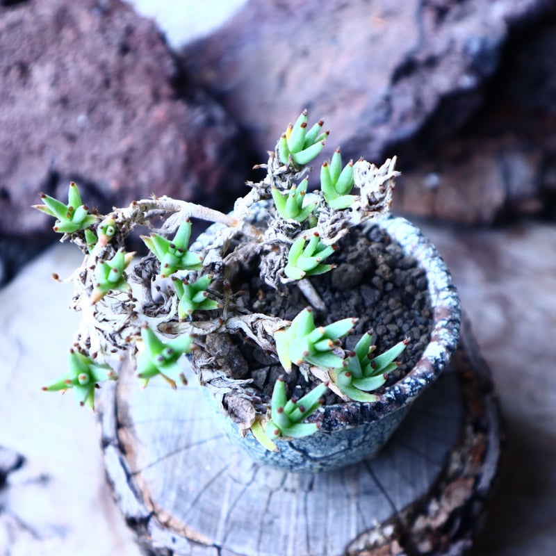 トリコディアデマ ミラビレ Trichodiadema mirabile no.2