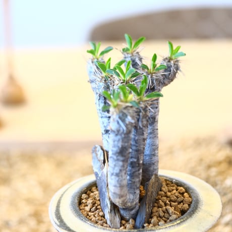 Euphorbia guillauminiana × Mie Maeda   no.90310