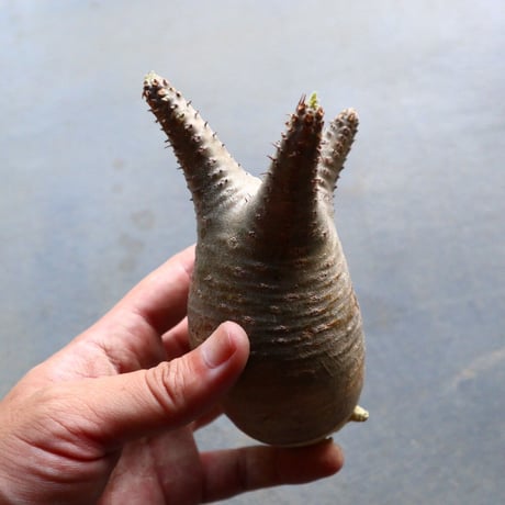 パキポディウム グラキリス 抜苗  Pachypodium rosulatum var. gracilius no.92935