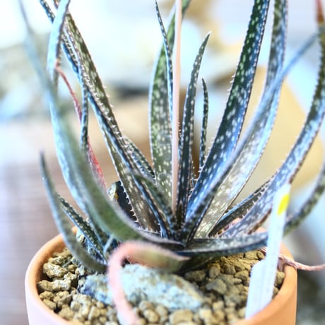 YAMABACHI × Aloe albiflora     no.1119-1