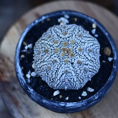 アストロフィツム   スーパー兜／Astrophytum asterias 'Super Kabuto'   no.103140