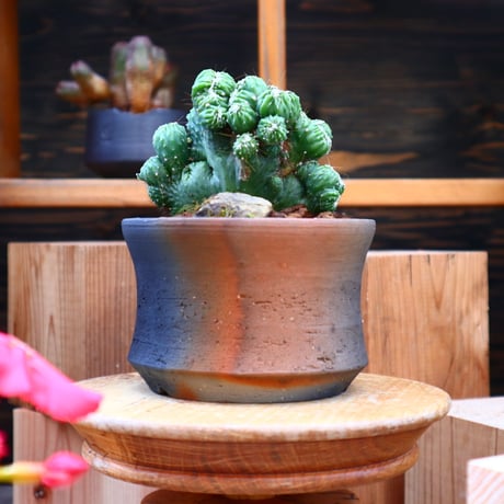 セレウス 金獅子 ／ Cereus variabilis f. monstrosus  no.60526