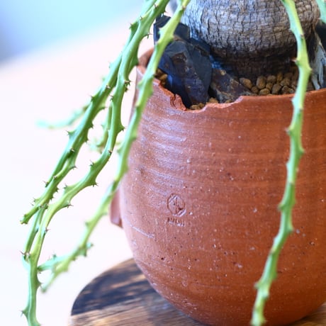 Euphorbia decidua × N/OH  no.100839