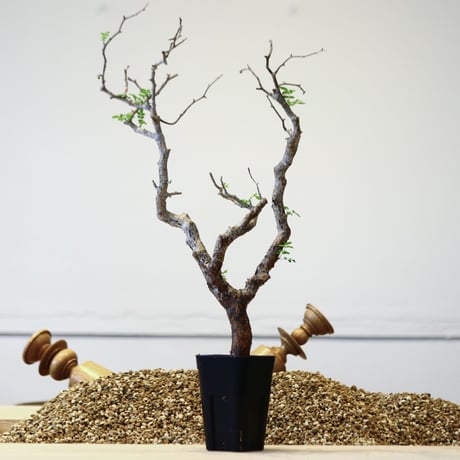 コミフォラ モンストローサ / Commiphora monstrosa   no.42310
