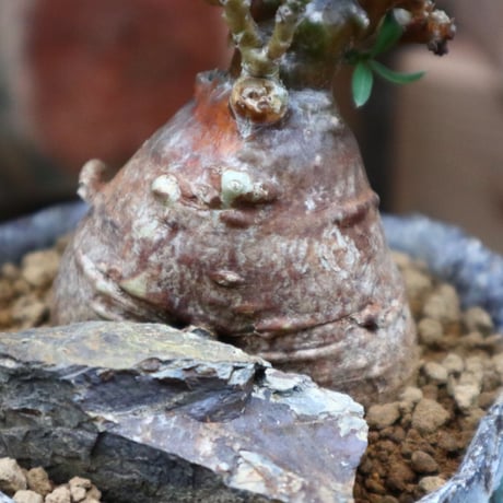 パキポディウム ビスピノーサム／Pachypodium bispinosum    no.92513
