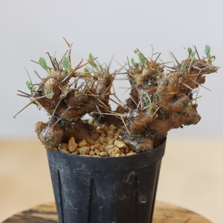 Othonna euphorbioides   no.921-6