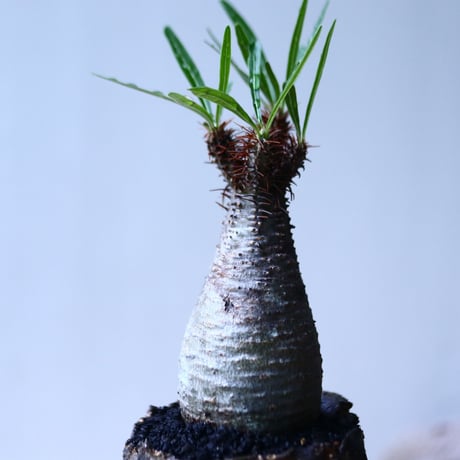 パキポディウム グラキリス   Pachypodium rosulatum var. gracilius no.92735-3