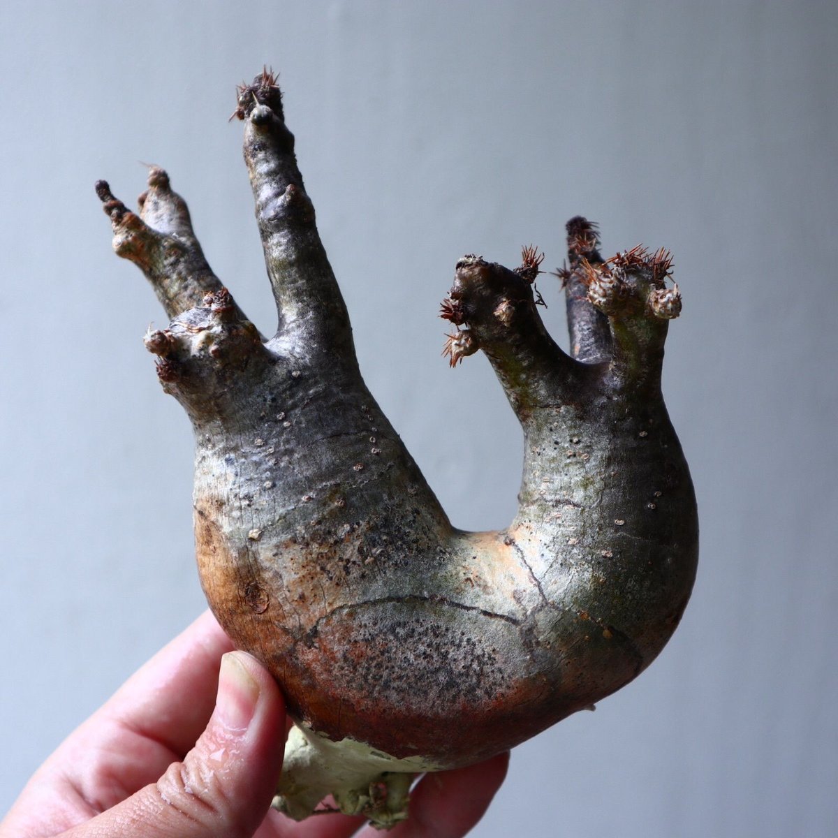 パキポディウム グラキリス 2頭 Pachypodium rosulatum var. gra