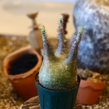 Pachypodium gracilius   no.32427