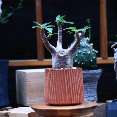 パキポディウム  マカイエンセ／Pachypodium Makayense     no.100331