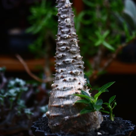 パキポディウム ウィンゾリー／Pachypodium baronii var. windsorii       no.91905