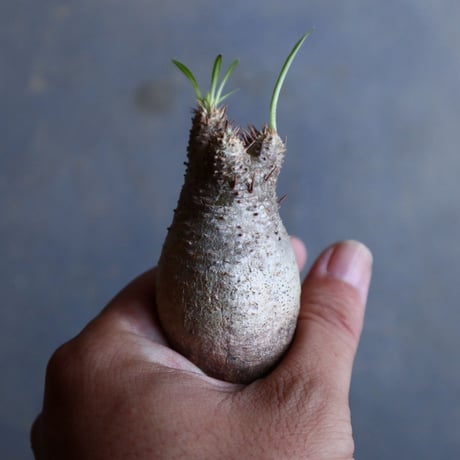 パキポディウム グラキリス   Pachypodium rosulatum var. gracilius no.110314