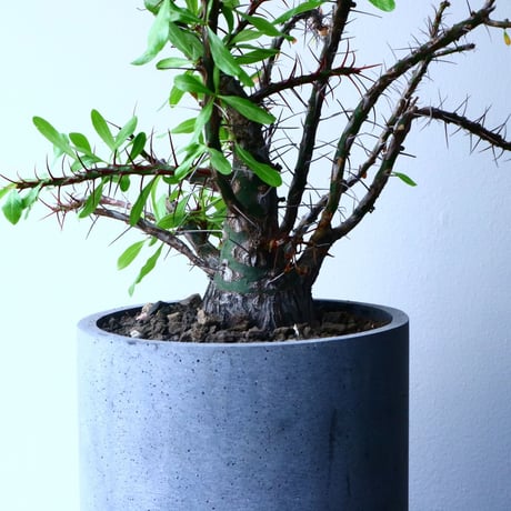 フォークイエリア   プルプシー   ×  ファシクラータ   Fouquieria purpusii   ×   fasciculata No.045