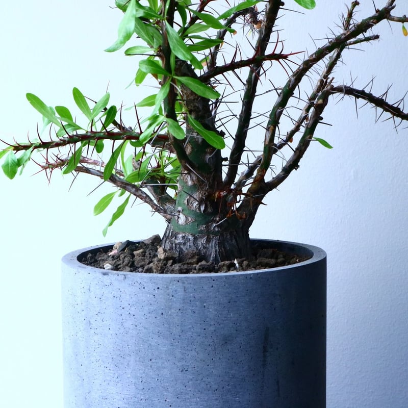 フォークイエリア プルプシー × ファシクラータ Fouquieria purp