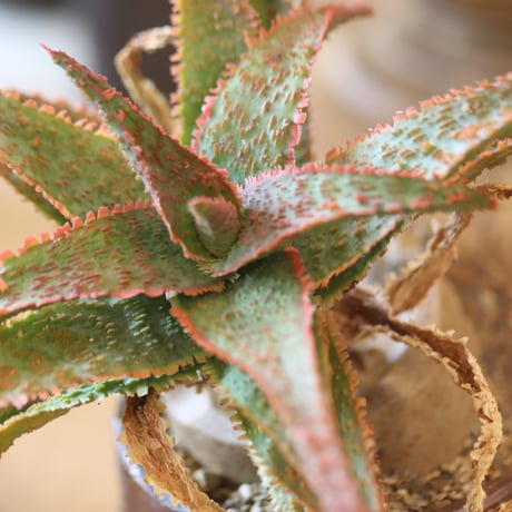 Aloe ‘Chiristmas Carol’ × YAMABACHI var.六本芽　 no.117-27
