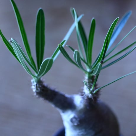 パキポディウム グラキリス   Pachypodium rosulatum var. gracilius no.705-5