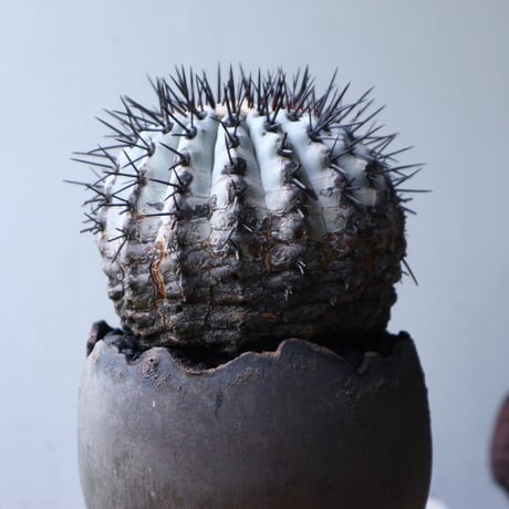 コピアポア 黒王丸     Copiapoa cinerea   no.90129
