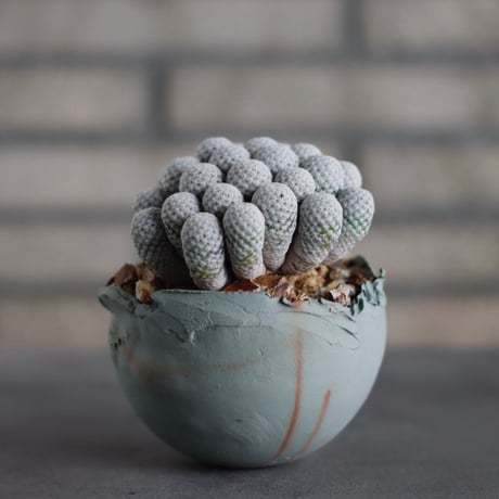 CATEGORY カクタス | 芽の巣山