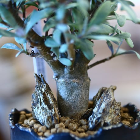 N/OH × Othonna quercifolia  no.111922