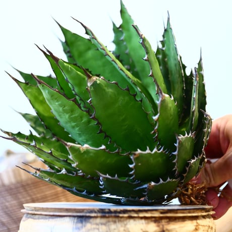 Agave horrida    no.121/6