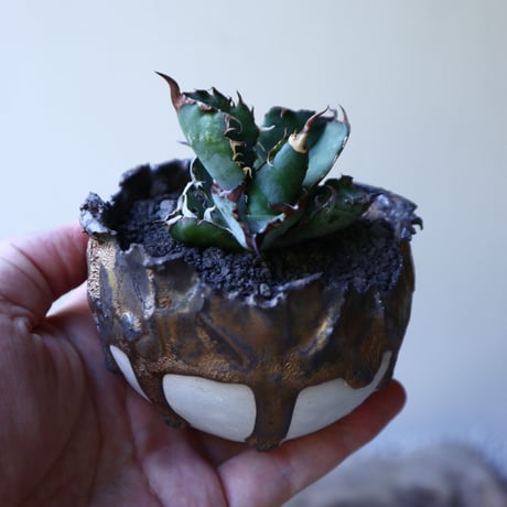 アガベ チタノタ　ブラック＆ブルー  Agave titanota black&buleno.51912