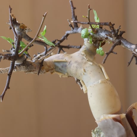 Commiphora kataf  × N/OH (3.5号鉢)   no.412-3
