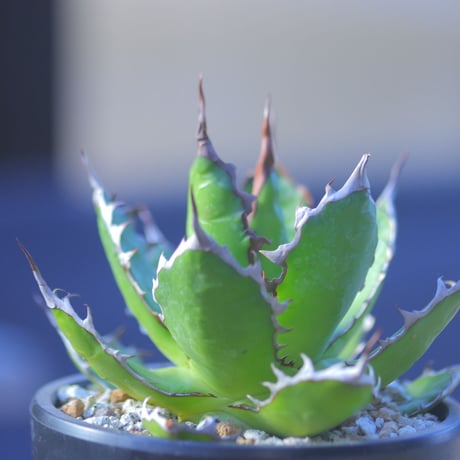 アガベ ホリダ    Agave horrida     no.20738-2