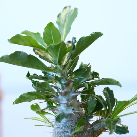 Pachypodium saundersii × 礎礎/soso    no.90317