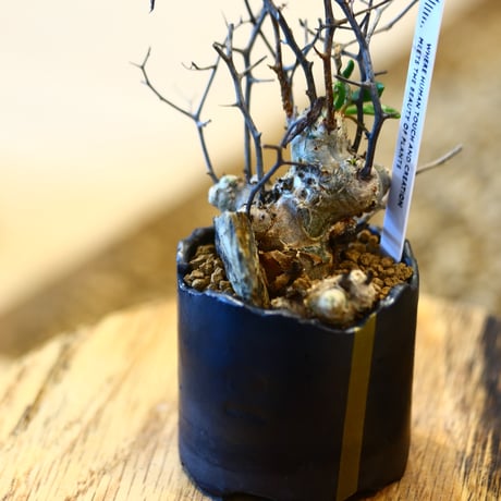 Tylecodon reticulate × N/OH  no.11414