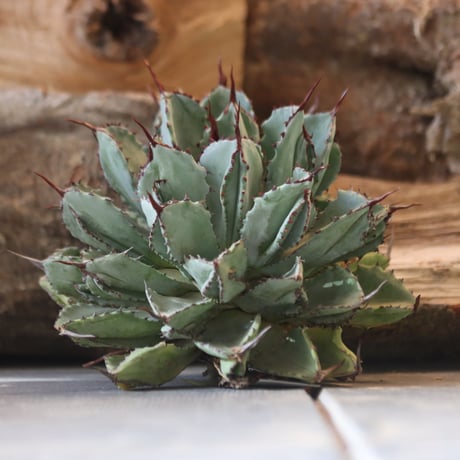 ホリダ/スタイルオブチカタグ付きM&M鉢付き ホリダ/スタイルオブチカタグ付きM&M鉢付き ホリダ/スタイルオブ