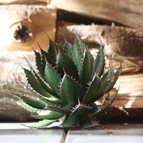 U.S. horrida -By the way (Agave horrida) / Style of Chika　no.1203-10