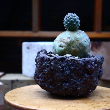 テフロカクタス  ゲオメトリクス／Tephrocactus geometricus   no.72533