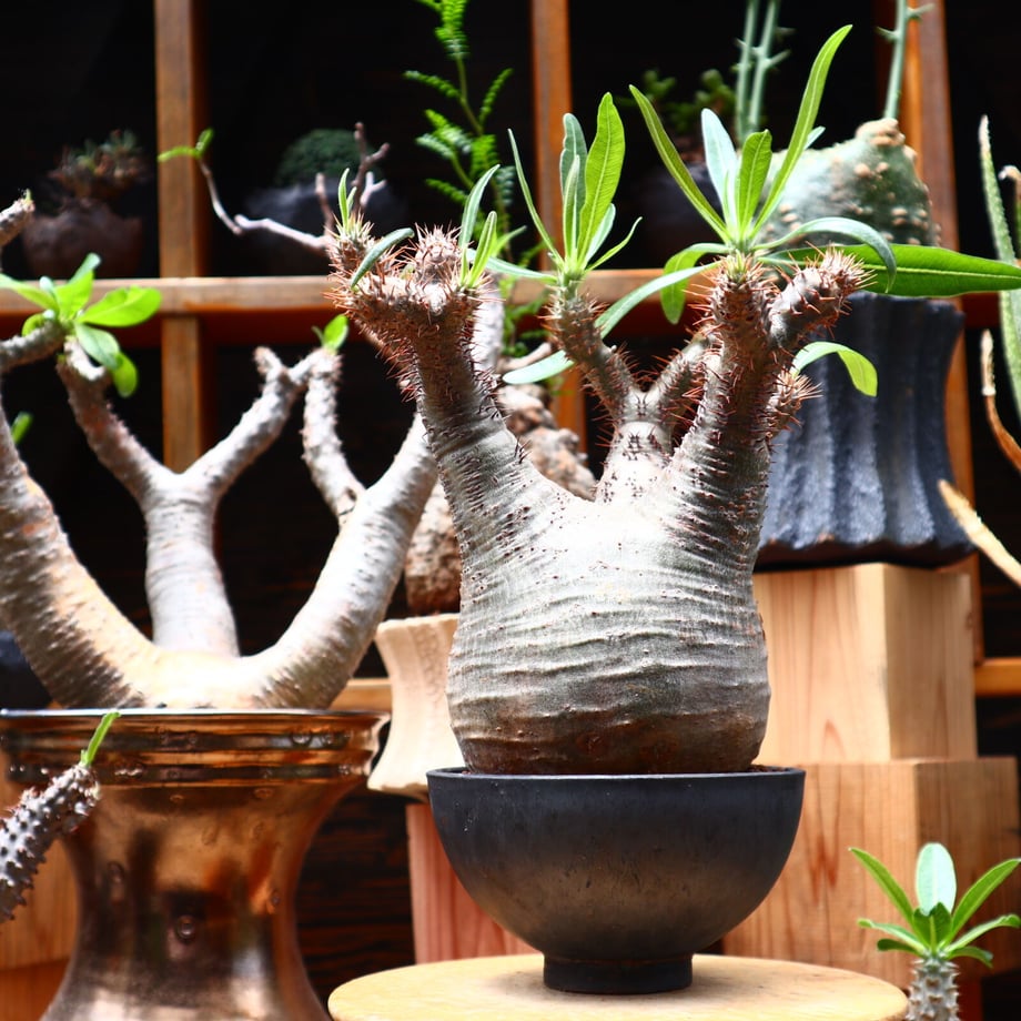 62c8f77ab5285a4cbea6af85